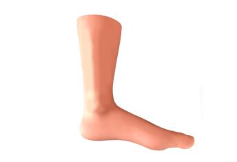Ankle Joint Cavity Injection Simulator