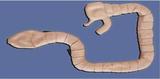Enteroscopy Model