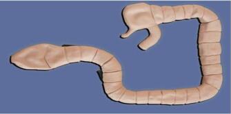 Enteroscopy Model