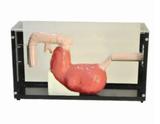 Gastroscope & ERCP Training Model