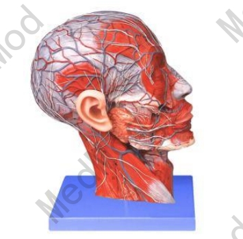 Half Head Model