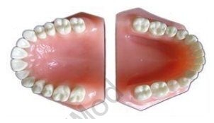 Set of teeth of Adult