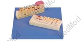 Dissected Model of Teeth Tissue