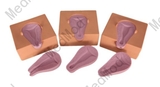 Artificial Abortion Simulated Uterus Item