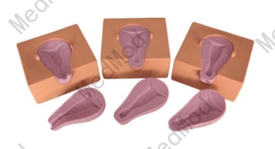 Artificial Abortion Simulated Uterus Item