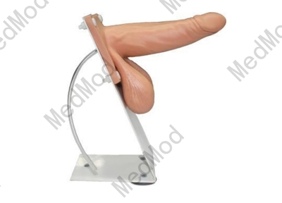 Male Condom Model