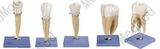 Teeth Model