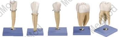 Teeth Model