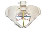 Pelvimetry Demonstration Model