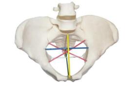 Pelvimetry Demonstration Model