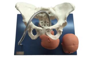 Pelvis with Fetal Heads Model