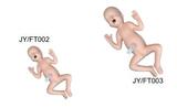24 Weeks Premature Infant Model