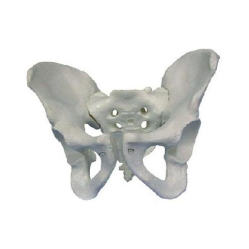 Male Pelvis