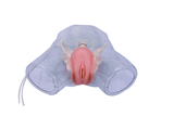 Transparent Female Catheterization Simulator