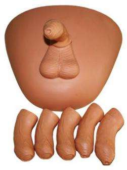 Circumcision Model