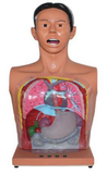 Transparent Gastric Lavage Manikin