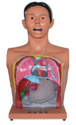 Transparent Gastric Lavage Manikin