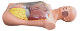 Multi-functional Transparent Gastric Lavage Simulator