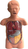 Child Transparent Gastric Lavage Simulator