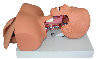 Airway Intubation Training Simulator