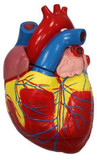 Adult Heart Model