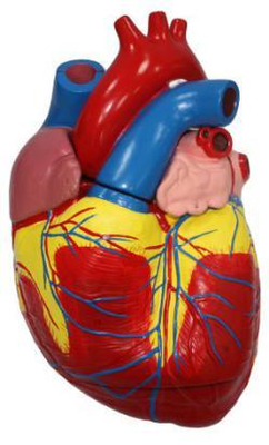 Adult Heart Model