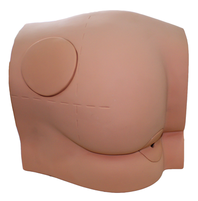 Buttocks Intramuscular Injection Model