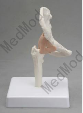 Hip Joint-1