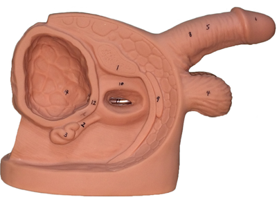 Male Internal & External Genital Organ Model