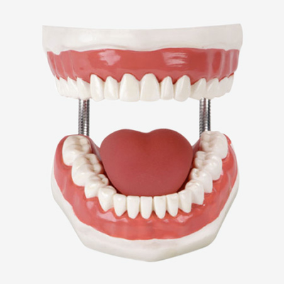 Teeth Care Model