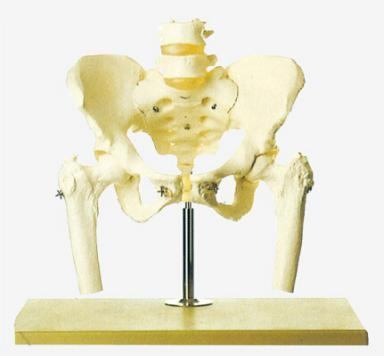 Pelvis with 2pcs Lumbar Vertebra and Femur