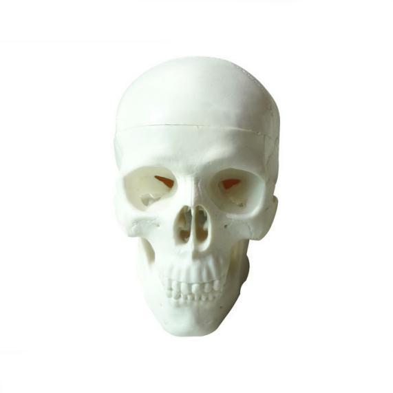Mini Skull Model