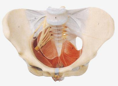 Female Pelvic with Floor Muscle