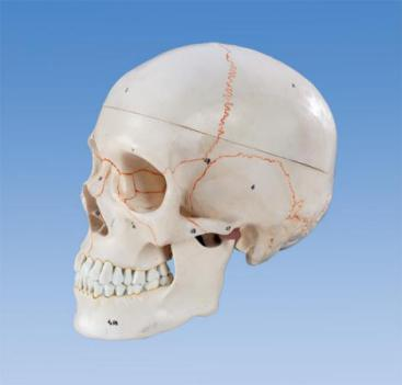 Skull Model with Number