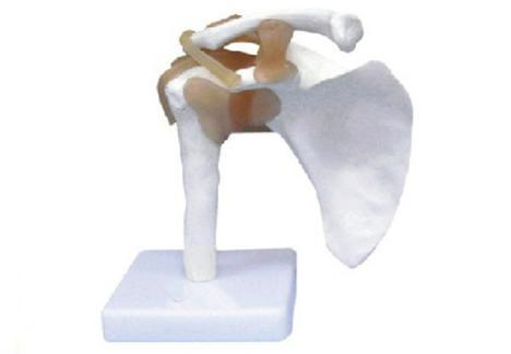 Shoulder Joint with Ligament