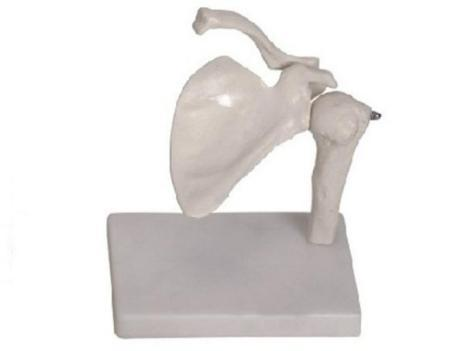 Shoulder Joint
