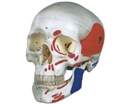 Colored Skull