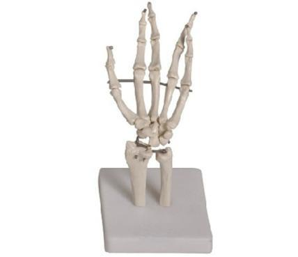 Hand Joint