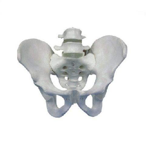 Pelvis with 2pcs Lumbar Vertebra