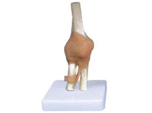Elbow Joint with Ligament