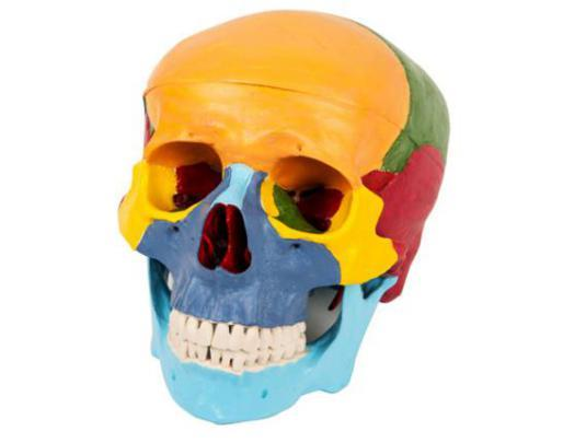 Skull Separation