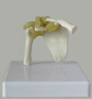 Shoulder Joint-1