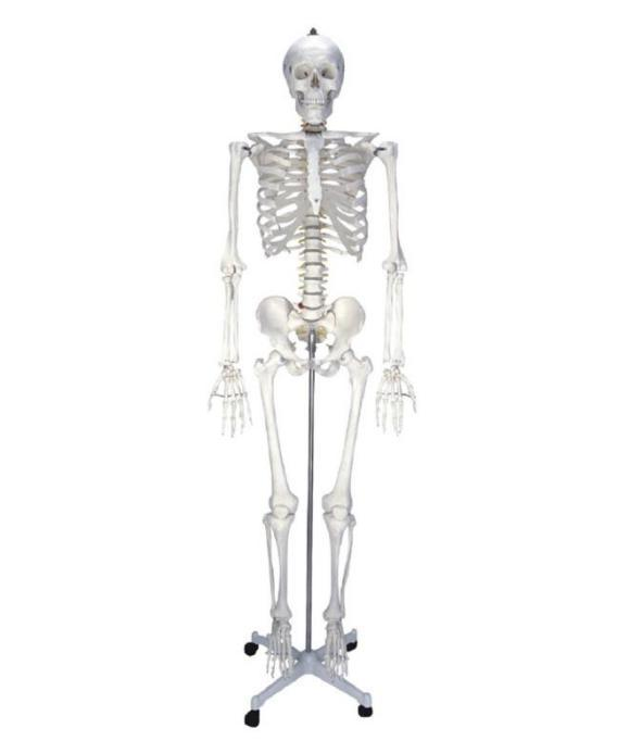 Artificial Human Skeleton (85cm)