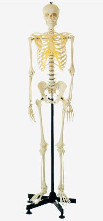 Mini Skeleton (45cm)