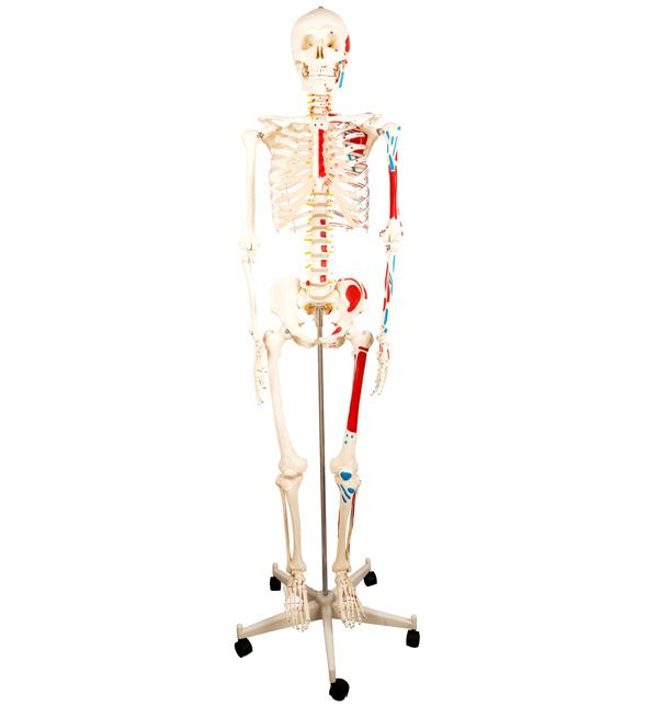 Human Skeleton with Half-side Painted Muscles Model