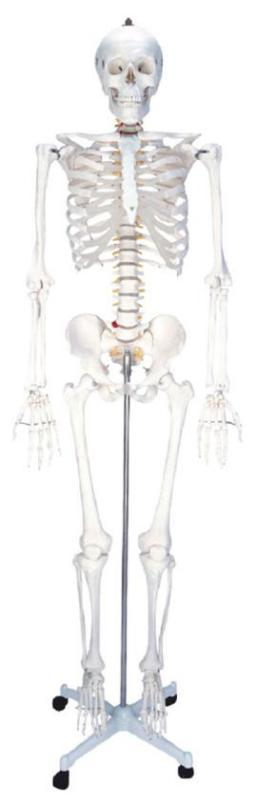 Artificial Human Skeleton (Male)