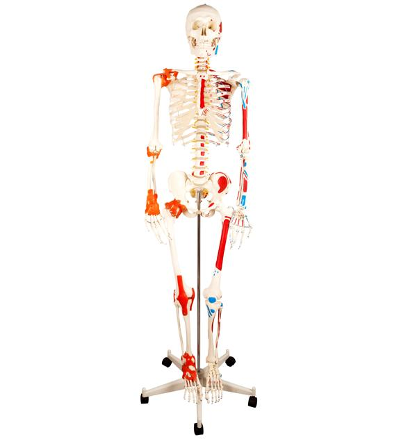 Human Skeleton with One-side Painted Muscles and ligament
