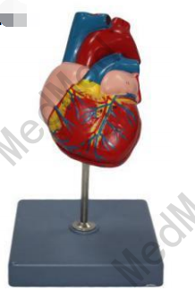 Heart Model (Life size)