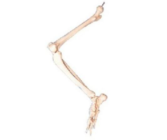 Low Limb Bone