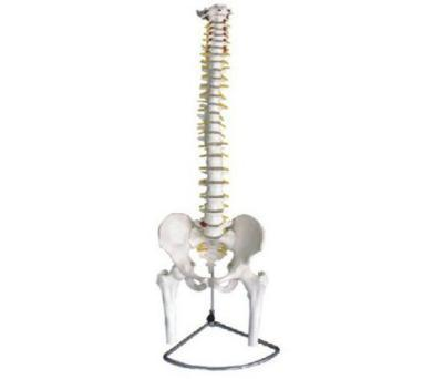 Spine with Pelvis and Femur